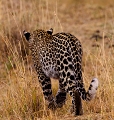 Cette rencontre était inattendue comme d'habitude avec le léopard ; nous avons passé un long moment à l'observer lorqu'il se déplaçait dans les hautes herbes en nous ignorant totalement .
Au cours de ce séjour nous avons observé cette espèce à cinq reprises, pas toujours dans des conditions idéales pour la photo, mais à chaque fois nous étions fascinés par l'élégance de ce félin si discret . afrique 
 kenya 
 léopard 
 masai mara 
 photographe animalier
animaux d'afrique 
 photographie animalière 
